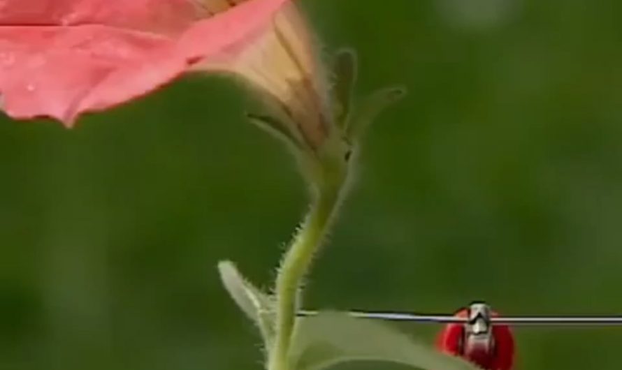 David Attenboroug explains how flowers talk to bees.