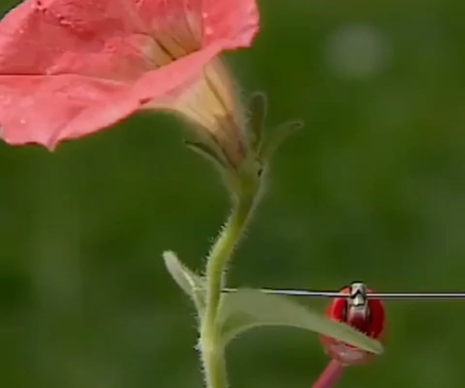 David Attenboroug explains how flowers talk to bees.