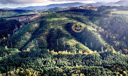 David Hampton a lumberyard manager in 2011, planted a mix of douglas fir and larch trees to depict a smiley face along an Oregon mountain side during a reforestation project of the area. Location is Sheridan, Oregon.