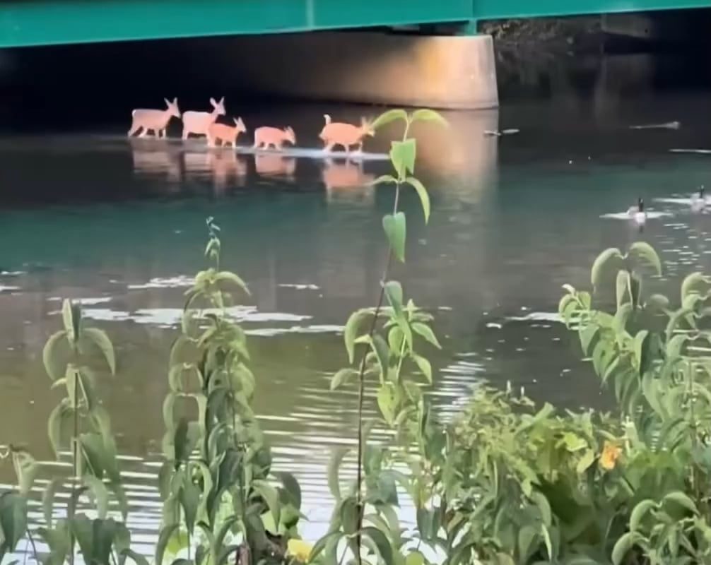 Deer family wades through serene waters