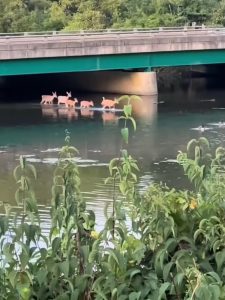 Deer family wades through serene waters