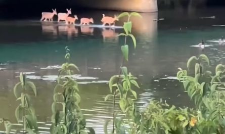 Deer family wades through serene waters