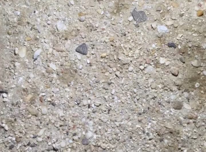 Desert huntsman spider’s camouflaged burrow