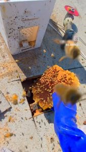 Did anyone order a beehive in the roof?