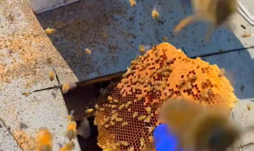 Did anyone order a beehive in the roof?