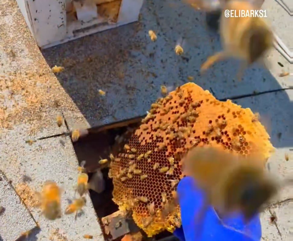 Did anyone order a beehive in the roof?