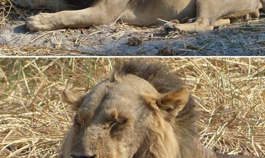 Didn’t know lions could go bald too!