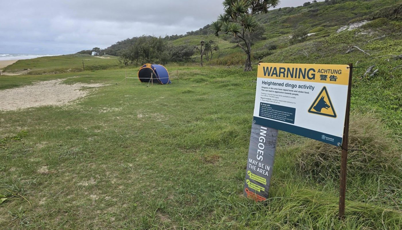 Dingos (wild Australian dogs) relate tents to a positive outcome (food), so Rangers boobie trapped some in the bush to give them a small zap so they relate to them with a negative outcome