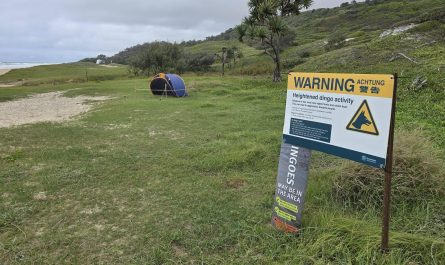 Dingos (wild Australian dogs) relate tents to a positive outcome (food), so Rangers boobie trapped some in the bush to give them a small zap so they relate to them with a negative outcome