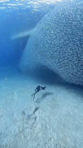 Diving among thousands of Sardines