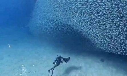 Diving among thousands of Sardines