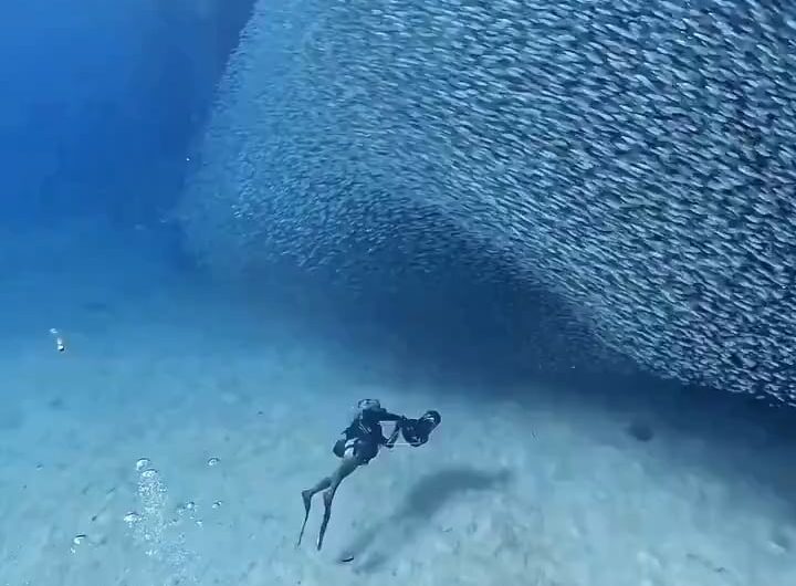 Diving among thousands of Sardines