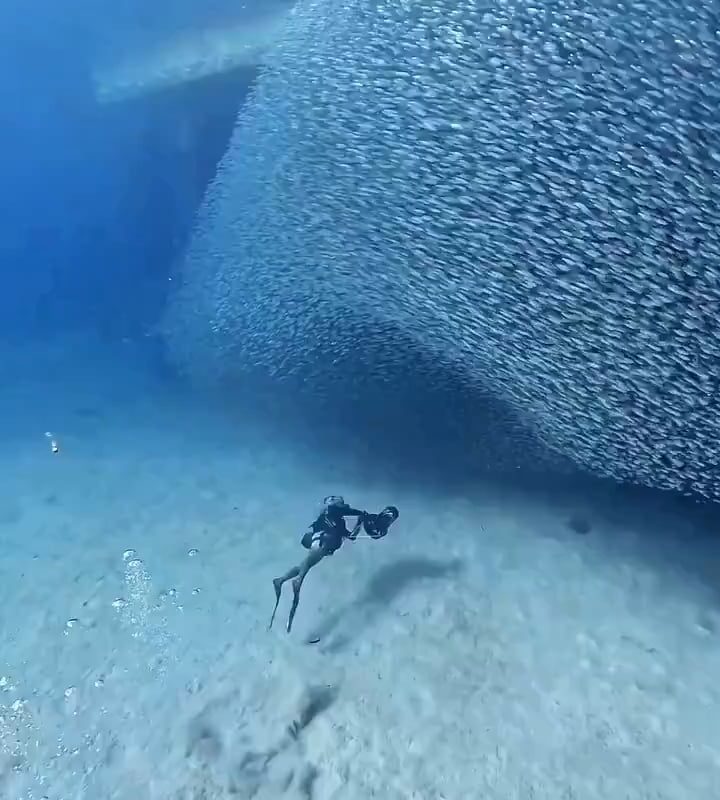 Diving among thousands of Sardines
