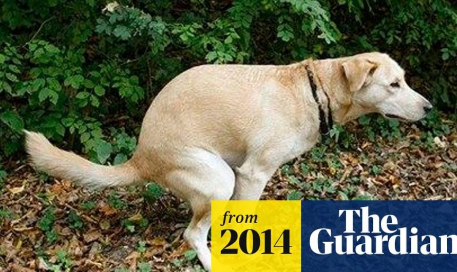 Dogs defecate in accordance with earth’s magnetic field, research finds