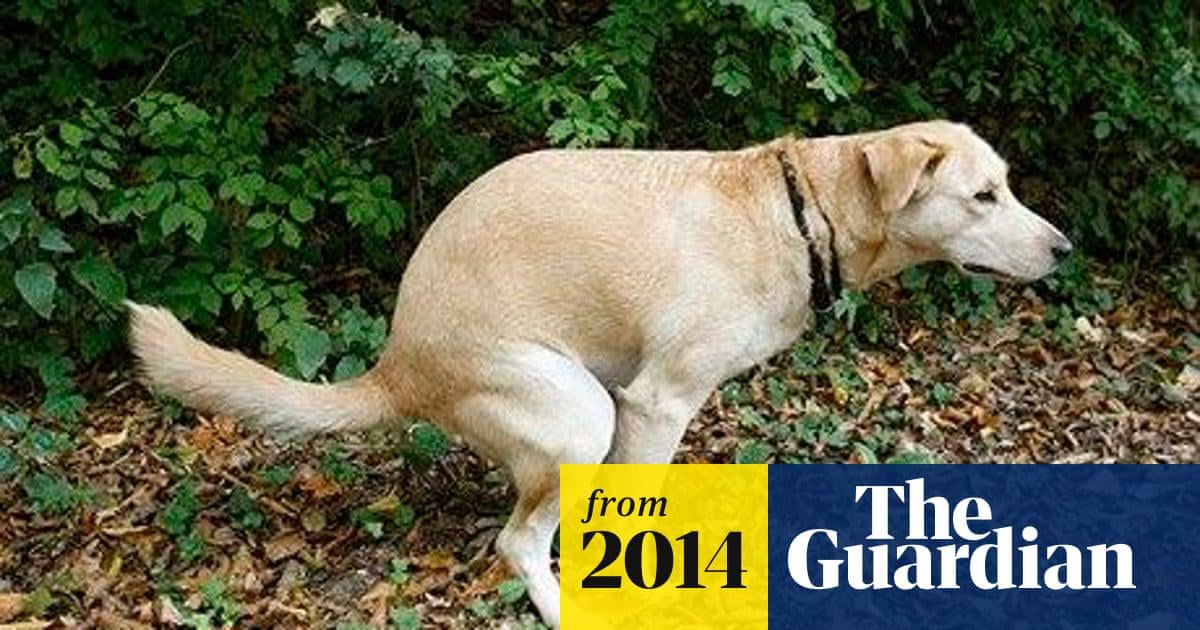 Dogs defecate in accordance with earth's magnetic field, research finds