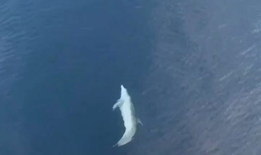 Dolphin taking advantage of ship’s momentum