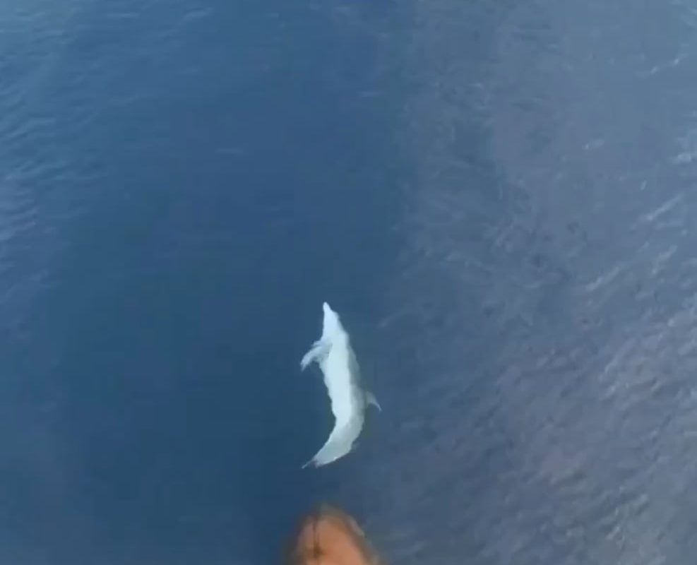 Dolphin taking advantage of ship's momentum