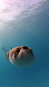 Dolphins getting high on the toxin produced by the puffer fish