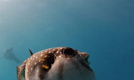 Dolphins getting high on the toxin produced by the puffer fish
