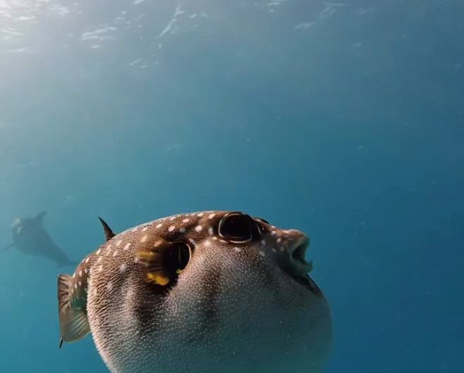 Dolphins getting high on the toxin produced by the puffer fish