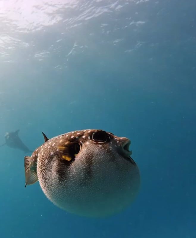 Dolphins getting high on the toxin produced by the puffer fish