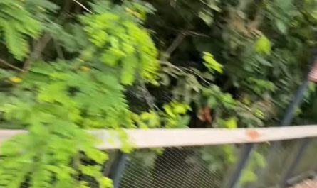 Douc Langur is one of the world’s most beautiful and rare monkeys, often called the “Queen of Primates. They are  endangered due to habitat loss, logging, and poaching for traditional medicine and the pet trade.