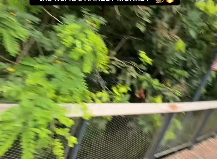 Douc Langur is one of the world’s most beautiful and rare monkeys, often called the “Queen of Primates. They are  endangered due to habitat loss, logging, and poaching for traditional medicine and the pet trade.