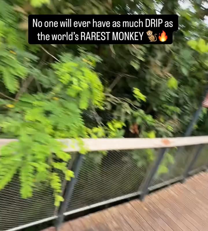 Douc Langur is one of the world’s most beautiful and rare monkeys, often called the “Queen of Primates. They are  endangered due to habitat loss, logging, and poaching for traditional medicine and the pet trade.