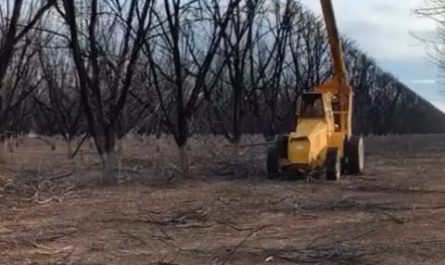 Dried trees being trimmed at the same height