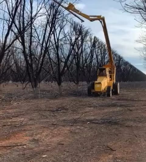 Dried trees being trimmed at the same height
