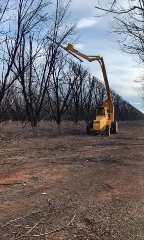 Dried trees being trimmed at the same height