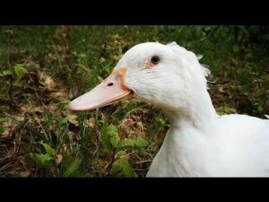 Duck is totally stunned by the bird's songs and noises in the forest!