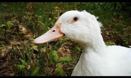 Duck is totally stunned by the bird's songs and noises in the forest!