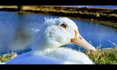 Duck's Early Spring Moments!