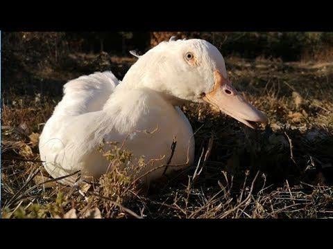 Duck's Lazy Day at the Park!