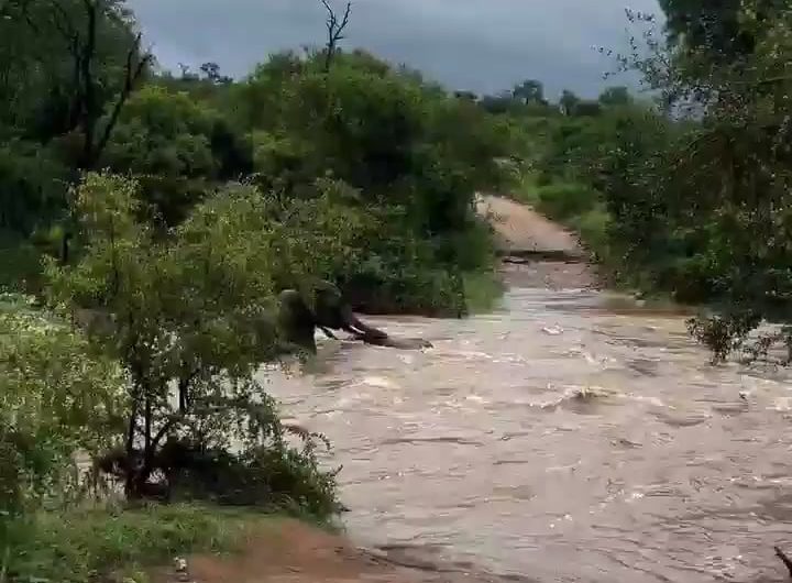 Due to the heavy rainfall of the last few days and the significant rise in river levels. At the last moment, elephant mom managed to save her calf from being swept away by the swollen river in Kruger National Park