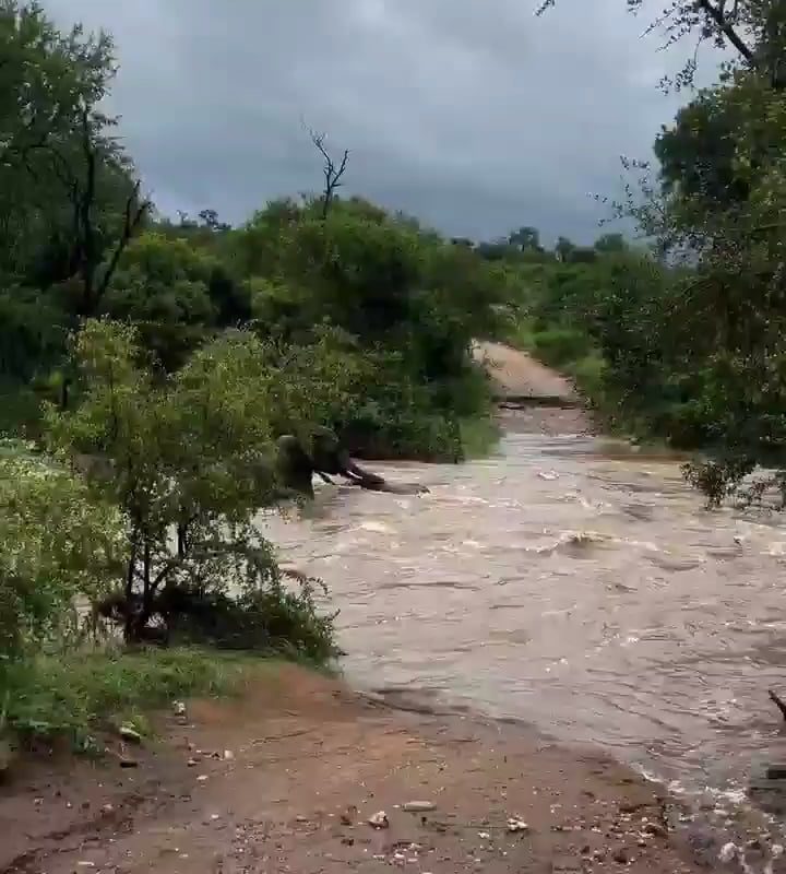 Due to the heavy rainfall of the last few days and the significant rise in river levels. At the last moment, elephant mom managed to save her calf from being swept away by the swollen river in Kruger National Park
