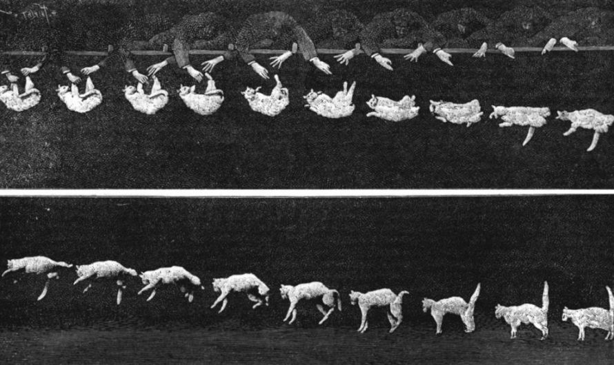 Early fast photography of a cat falling and righting itself mid air, by Étienne-Jules Marey, 1894