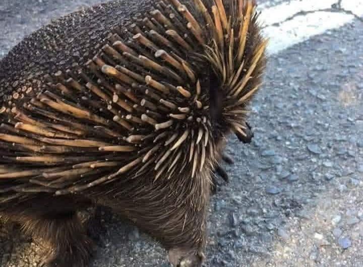 Echidnas survive bushfires by burrowing into the soil and entering torpor, a short hibernation-like state that lowers body temperature and metabolism. This echidna likely did not burrow deep enough, damaging its spikes, with long-term impacts still unknown.