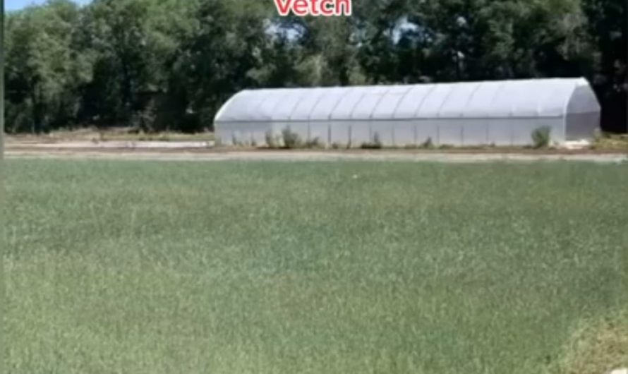 Eco-friendly landscaping, powered by goats