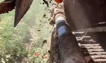 Electronic sensor sorts tomatoes and removes debris