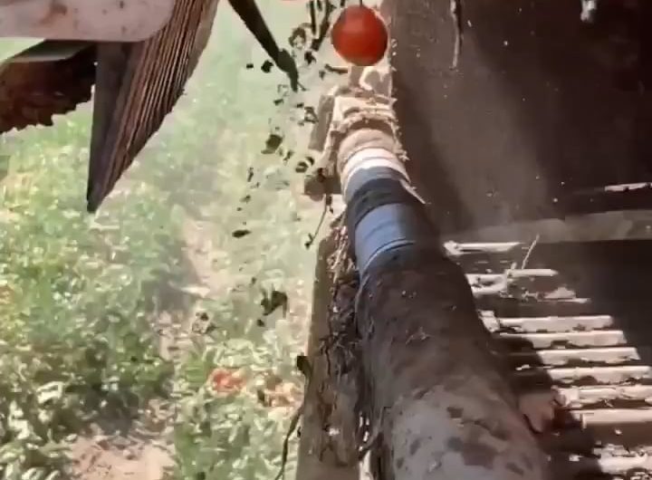 Electronic sensor sorts tomatoes and removes debris