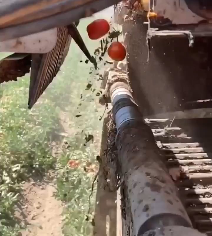 Electronic sensor sorts tomatoes and removes debris