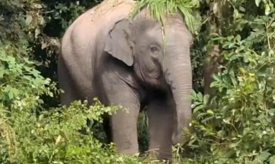 Elephant gives itself a grass haircut