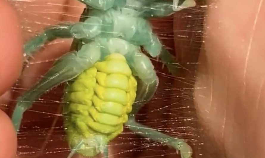 Eugryllacris Guomashan, a cricket species. It’s creating silk from its mouth to make shelter in leaves. And here, it thought hand is a leaf.