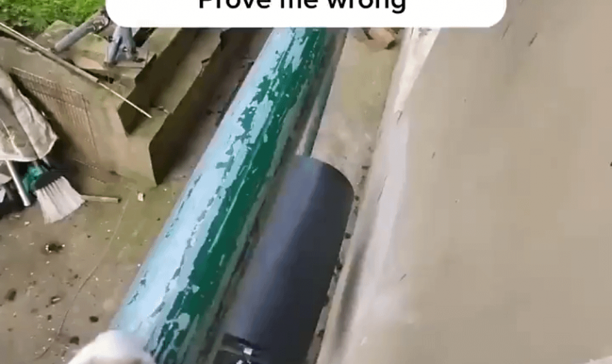 Ever wonder what your cat is doing outside