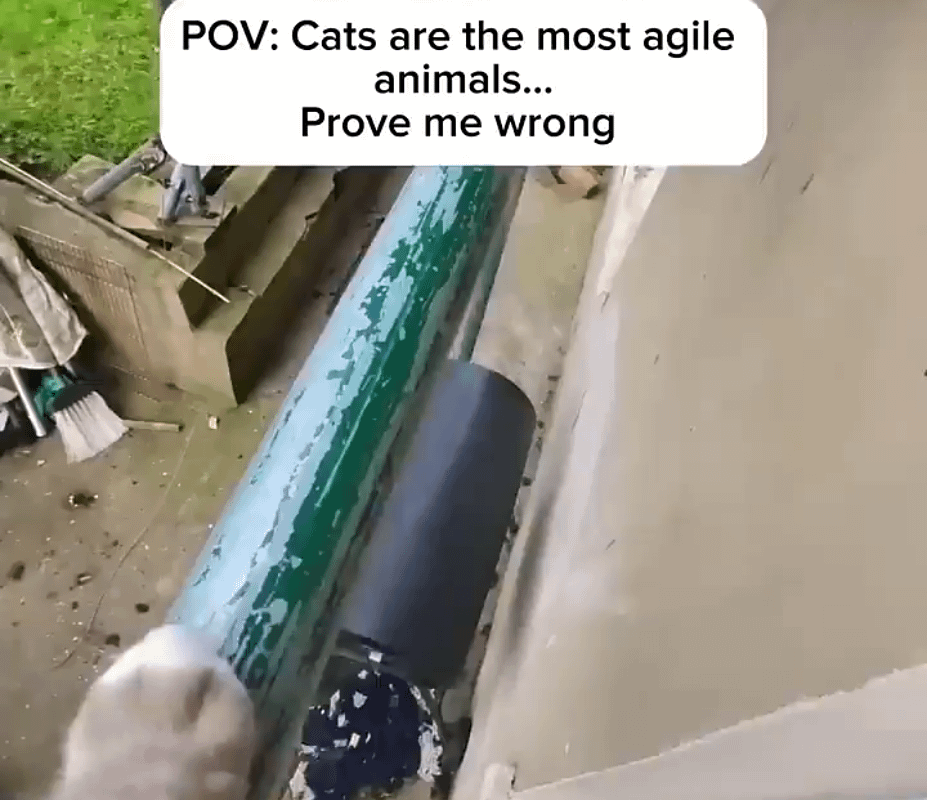 Ever wonder what your cat is doing outside