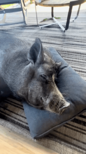 Every pig should have a pillow to nap on