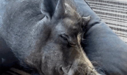 Every pig should have a pillow to nap on