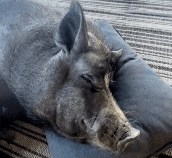 Every pig should have a pillow to nap on